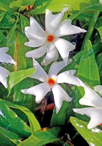 Health benefits of Sepalika .